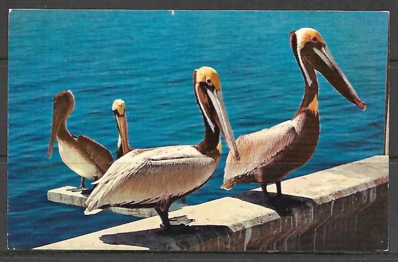 Florida - A Peculiar Bird is The Pelican - [FL-014]