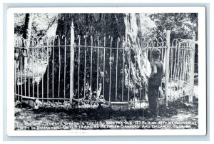 c1910's The Big Tree Oldest Cypress In The US Fence Orlando Florida FL Postcard