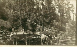 c1910 RPPC Postcard; Oregon Dairy Farm, Jersey Milk Cows with Bells, unposted