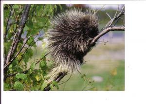 Porcupine, North American Wildlife