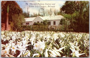 1952 The Lily Perfume Factory And Easter Lily Gardens Bermuda Posted Postcard