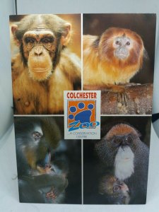 Vintage Primates Postcard Multiview Colchester Zoo