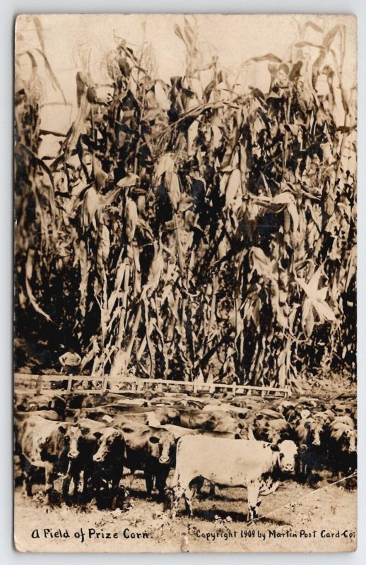 RPPC A Field Of Prize Corn Farmer Cows Martin Real Photo Postcard A48