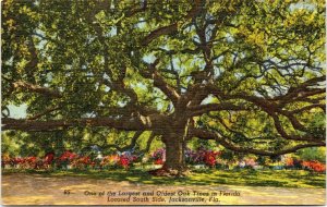 postcard FL - One of the largest and oldest Oak Trees in Florida, Jacksonville