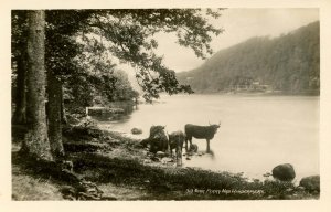 UK - England,  Windermere. Near Ferry Nab *RPPC