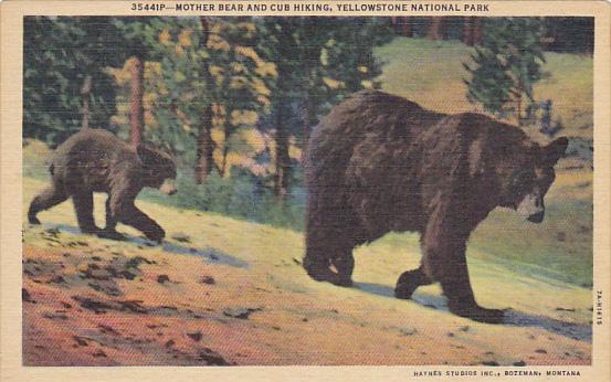 Mother Bear and Cub Hiking Yellowstone National Park Curteich