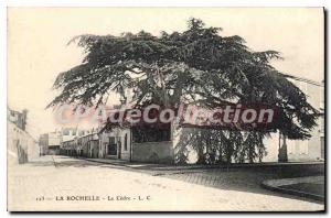 Old Postcard La Rochelle Le Cedre
