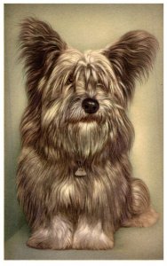 Dog  ,Skye-Terrier