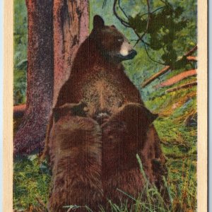 1934 Yellowstone Park, WY Madonna of Wilds Bears JE Haynes Photo #16343 Vtg A226