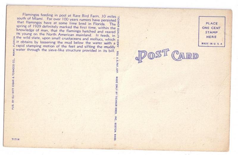 Pink Flamingos Miami Florida FL Vintage Linen Postcard Birds