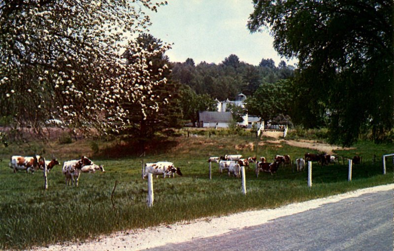 VT - Cows, Springtime