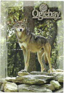Oglebay Wheeling West Virginia Red Wolf Good Children's Zoo 4 by 6