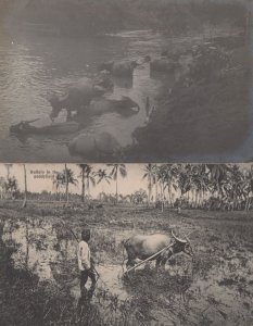 Singapore Buffalo In The Paddyfield Antique Farming 2x Postcard s