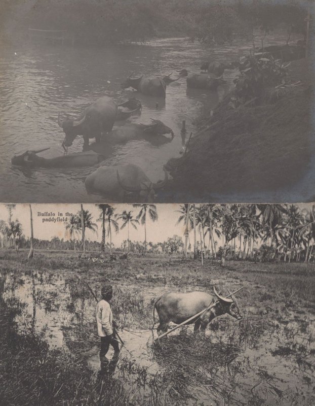 Singapore Buffalo In The Paddyfield Antique Farming 2x Postcard s