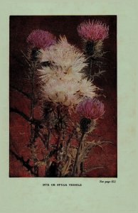 Vintage 1922 Flower Print Thistle Chicory 2 Side Flowers You Should Know