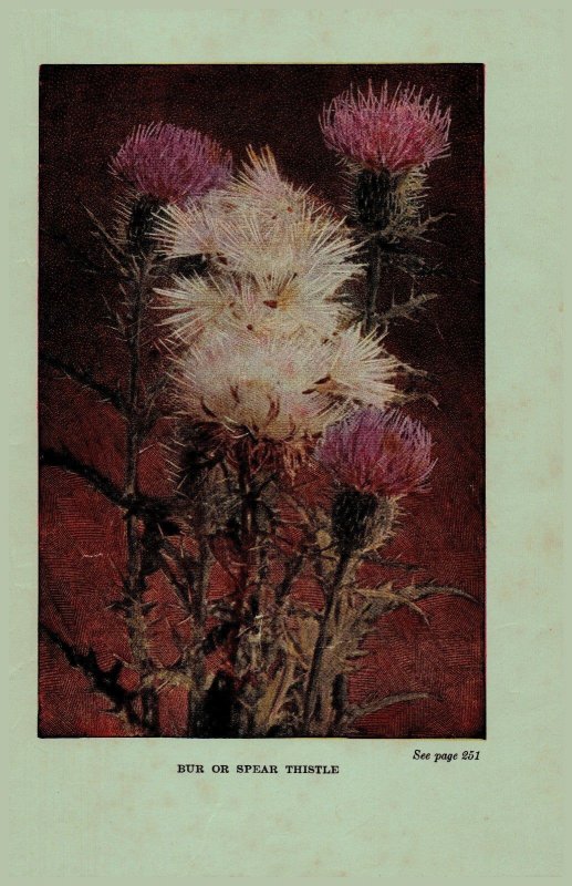 Vintage 1922 Flower Print Thistle Chicory 2 Side Flowers You Should Know 