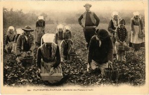 CPA Plougastel Daoulas- Cueillette des Fraises FRANCE (1026412)