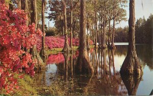 United States Cypress trees Azaleas Greenfield lake Wilmington North Carolina