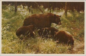 Animals Picture Postcard - Black Bear and Cubs, Canadian Rockies Ref.RS32784