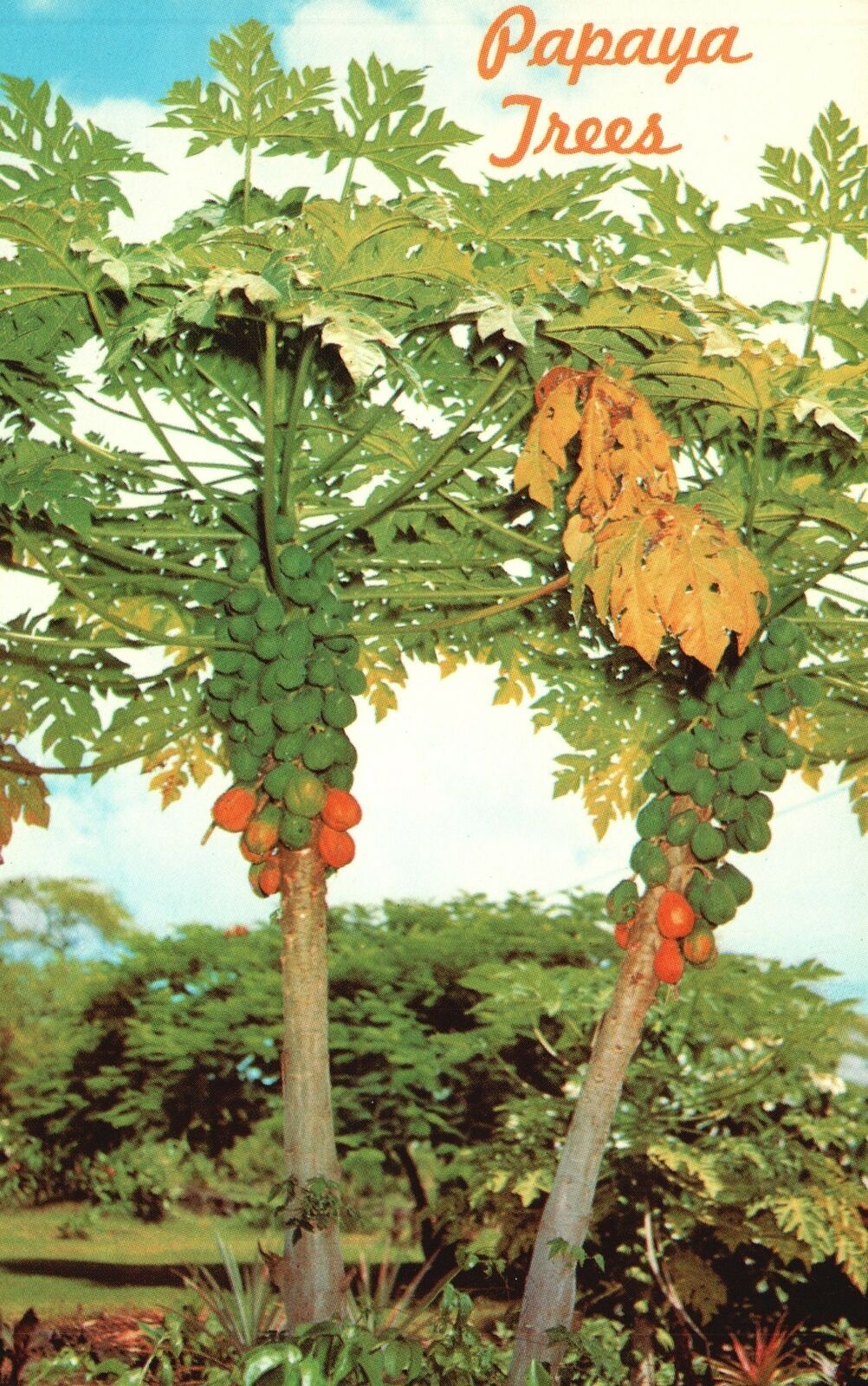Vintage Postcard Papaya Trees Delicious Tropical Fruit Hawaii Ray ...