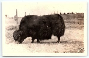 1930s ALASKA YAK ARCTIC MUSK OX KODAK PHOTO SAWYERS RPPC POSTCARD P2421