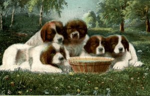 Saint Bernard Puppies