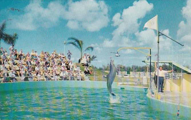 Florida Miami Seaquarium Jumping Porpoise Sparke The Bell Ringer