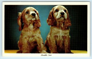 CUTE COCKER SPANIELS ~ Lovable Pair c1950s Curteich  Postcard