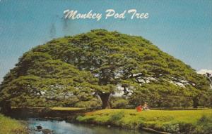 Hawaii Hawaiian Monkey Pod Tree 1967