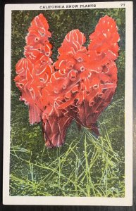 Vintage Postcard 1949 California Snow Plant Cactus (CA)