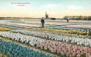Hyacinths flowers Netherlands vintage postcard