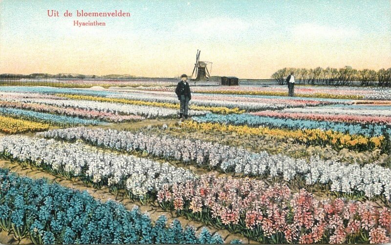 Hyacinths flowers Netherlands vintage postcard