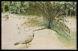 Male and Female Peacock
