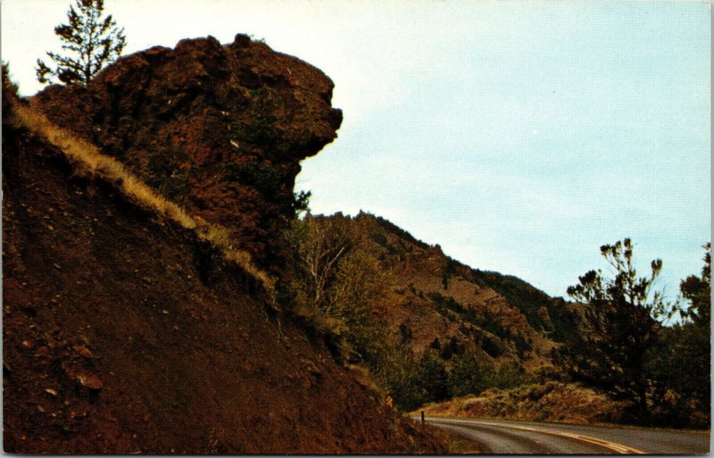 Vtg The Laughing Pig between Cody Wyoming WY & Yellowstone Park Postcard