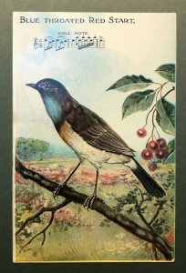 Circa 1907-15 Blue Throated Red Start Bird, Musical Notes Cherry's Postcard