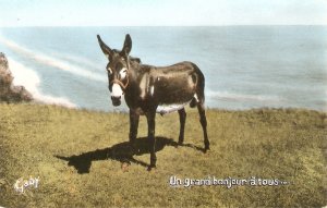 Donkey Gaby. Un grand bonjour a tous.. Vintage French postcard