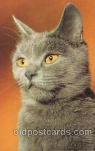 Cat, Cats, Postcard Post Card  