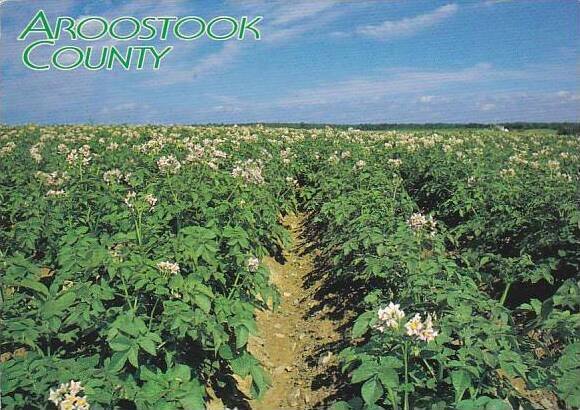 Maine Aroostook County Potato Field In Bloom