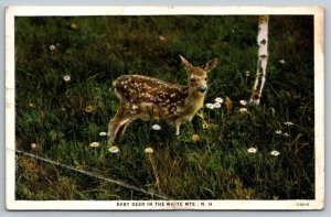 Baby Deer  White Mountains    New Hampshire   Postcard  1931