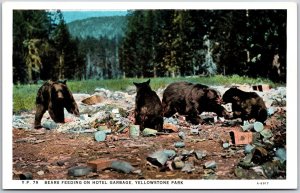 Bears Feeding On Hotel Garbage Yellowstone National Park Wyoming WY Postcard