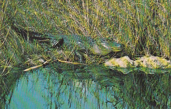 Alligator Everglades National Park Florida