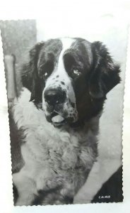 Beautiful Cuddly St Bernard Dog New Unused Vintage UK RP Postcard