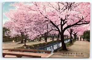 1920s GINKAKUJI JAPAN CERRY BLOSSOMS IN PARK POSTCARD P1447