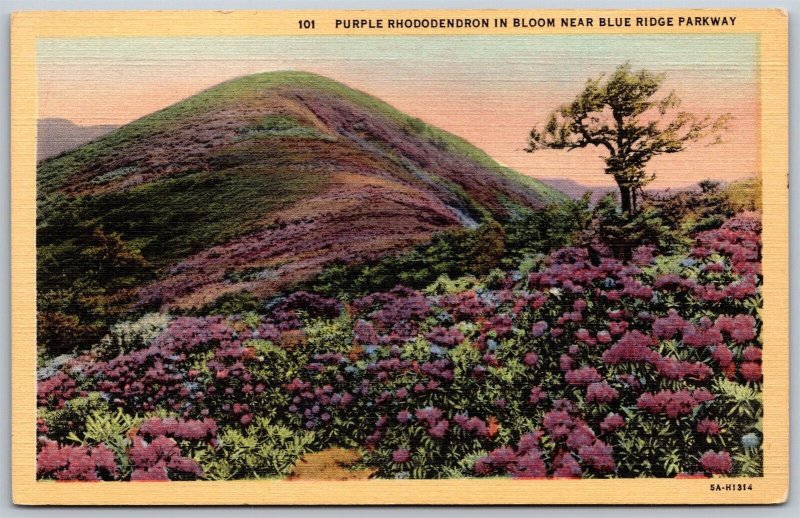 Vtg Asheville North Carolina Purple Rhododendron Great Graggy Mountain Postcard