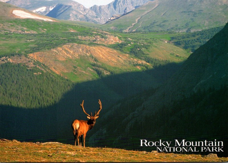 Elk Rocky Mountain National Park Colorado