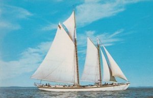 Schooner Adventure Gloucester US Tall Ship Weekly Cruises To Maine 60s Postcard