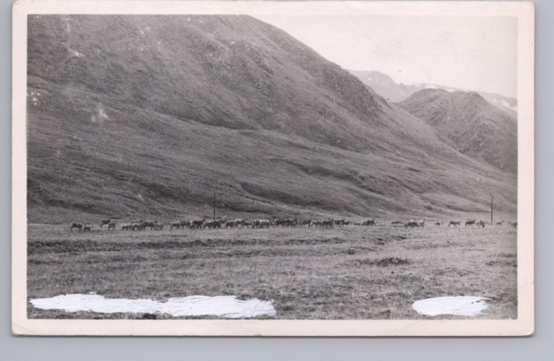 Reindeer Migration, Yukon, Vintage Real Photo RP Postcard