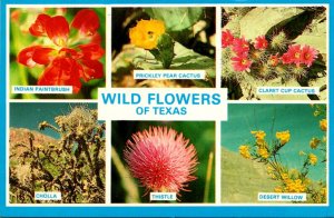 Wild Flowers Of Texas Multi View