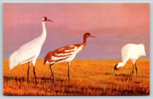 Animals~Whooping Cranes @ Saskatchewan Natural History Museum~Vintage Postcard