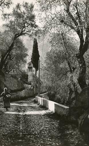 France - Cote D'Azur - The path under the olive trees  *RPPC